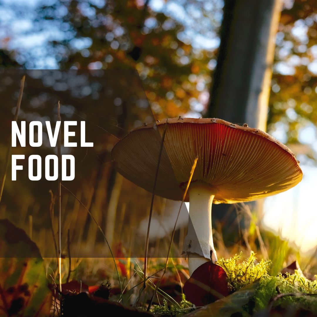 Nuovo Novel Food: polvere di funghi con Vitamina D